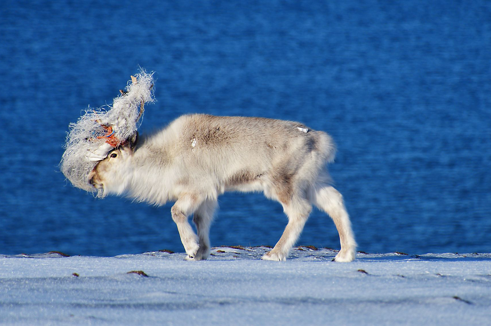 Plastics in the Arctic